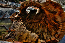 Big Rock Creek Big Rock Creek